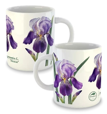 Bearded iris 'Alcazar' — classic mug