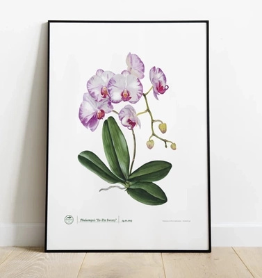 Orchid phalaenopsis — poster