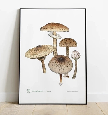 Parasol mushroom — poster