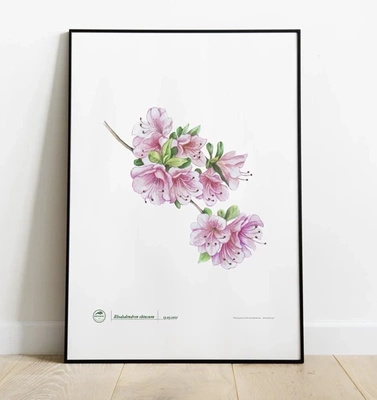 Common rhododendron — poster