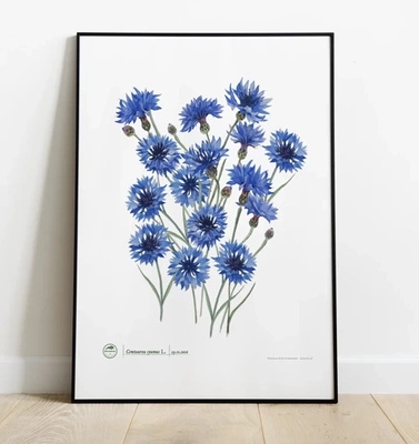 Cornflowers — plant motif poster