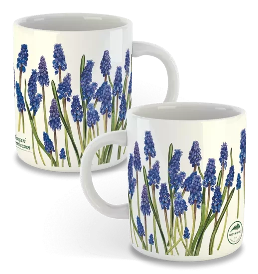 Armenian grape hyacinth — classic mug