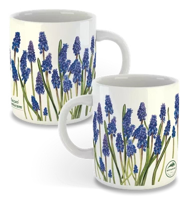 Armenian grape hyacinth — classic mug