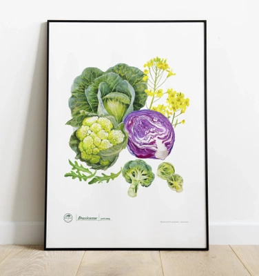 Cruciferous vegetables — plant motif poster