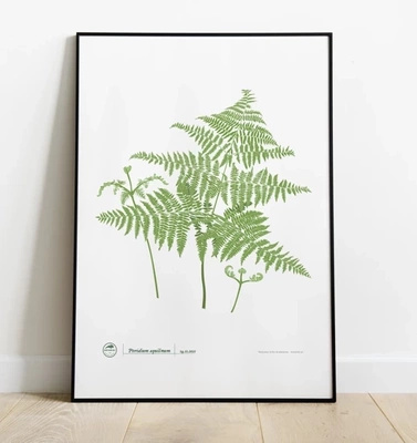 Eagle fern — plant motif poster