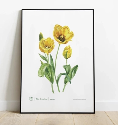 Tulip 'Crystal Star' — plant motif poster