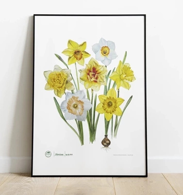 Daffodils — poster