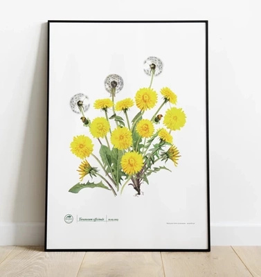 Dandelion — poster