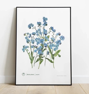 Forget-me-nots — poster