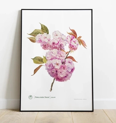 Cherry blossom 'Kanzan' — plant motif poster