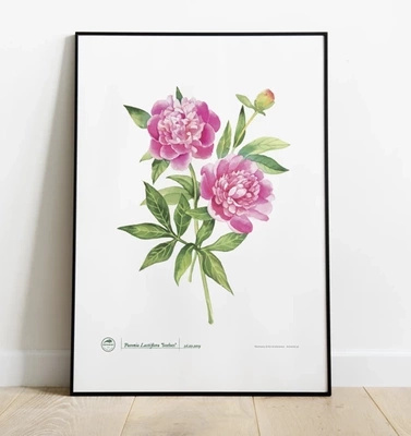 Chinese peony 'Sorbet' — plant motif poster