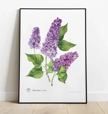 Common lilac — poster