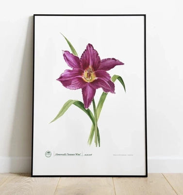 Daylilies 'Summer Wine' poster