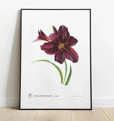 Black Emanuelle' daylilies — daylily poster