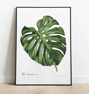 Swiss cheese plant monstera — poster