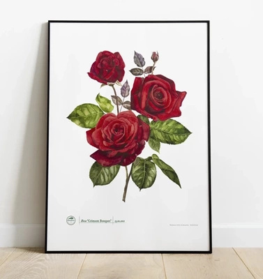 Rose 'Crimson Bouquet' — plant motif poster