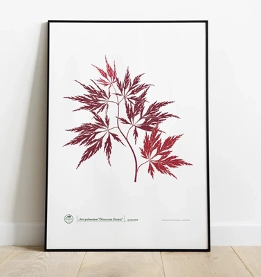 Acer Dissectum Garneta palm maple — plant motif poster