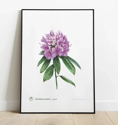 Catawba rosebay rhododendron — plant motif poster