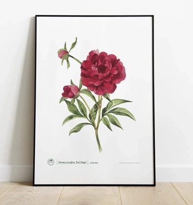 Chinese peony 'Red Magic' — plant motif poster