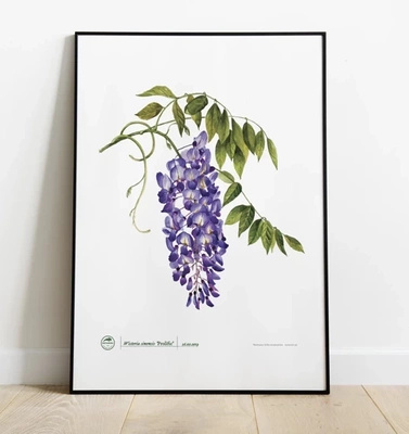 Chinese wisteria 'Prolific' — plant motif poster