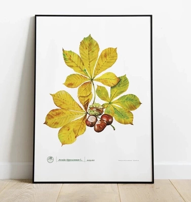 Horse chestnut — poster