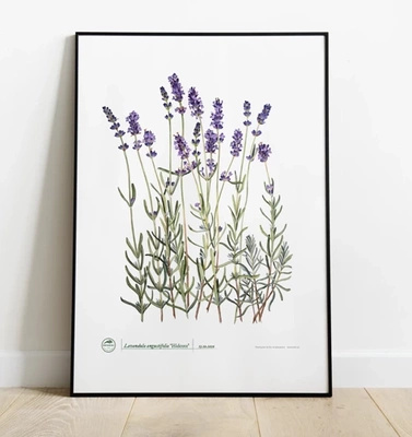 Lavender 'Hidcote' — plant motif poster