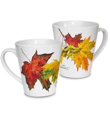 Norway maple — latte mug