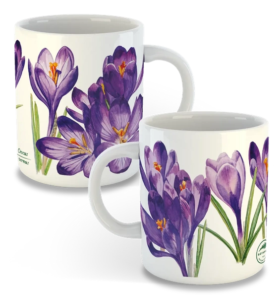 Spring crocus — classic mug