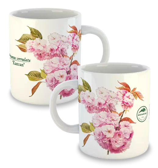 Cherry blossom 'Kanzan' — classic mug