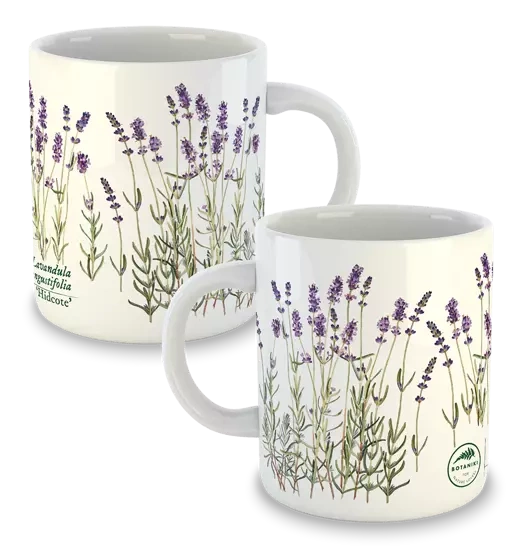 Lavender 'Hidcote' — classic mug