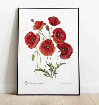 Common poppies — plant motif poster