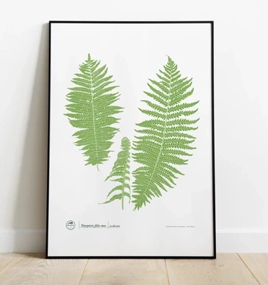 Male fern — poster