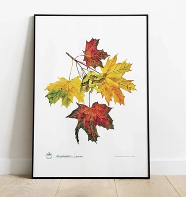 Norway maple — poster