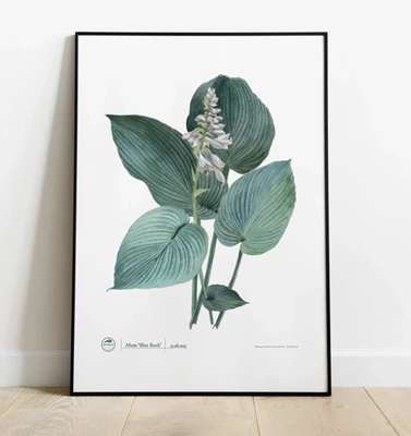 Hosta 'Blue Rock' — plant motif poster