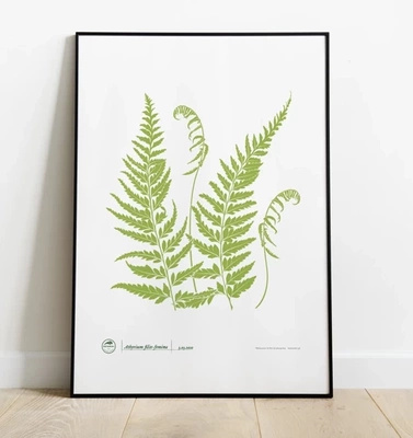 Lady fern — poster