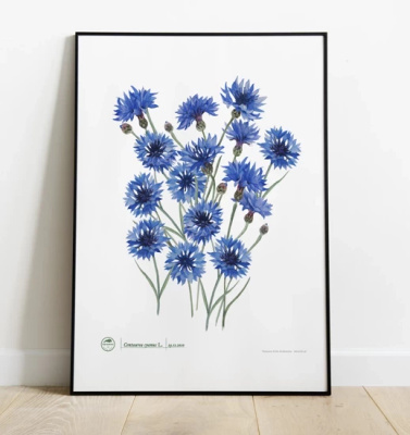 Cornflowers — plant motif poster