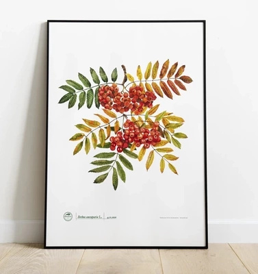 Rowan tree — poster