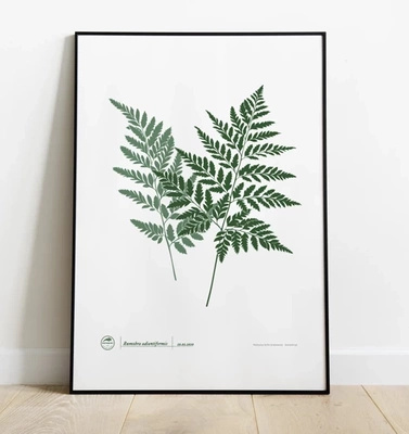 Leather fern — poster