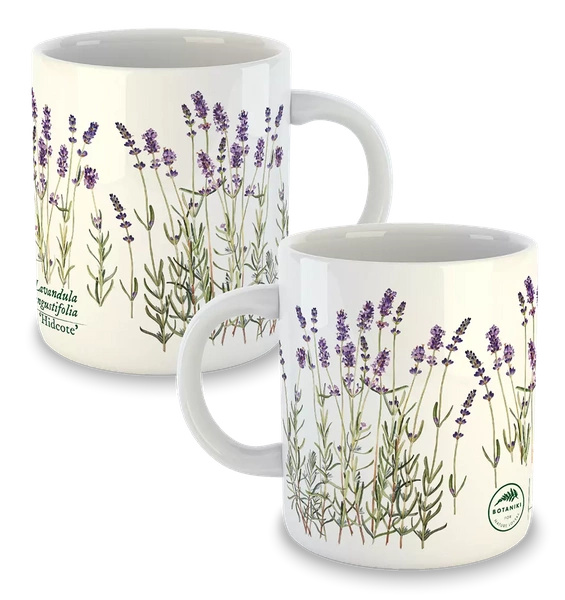 Lavender 'Hidcote' — classic mug