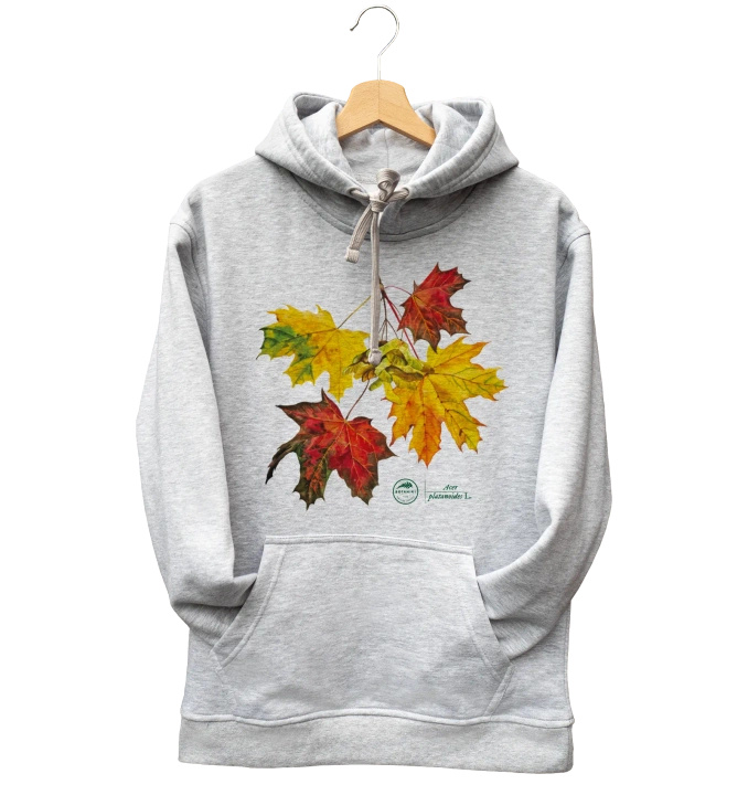 Norway maple — hoodie
