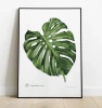 Swiss cheese plant monstera — poster