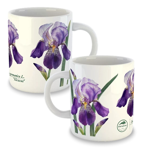 Bearded iris 'Alcazar' — classic mug