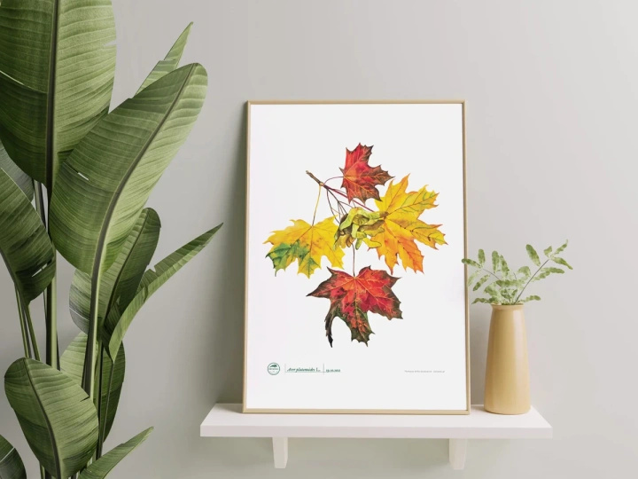 Norway maple — poster