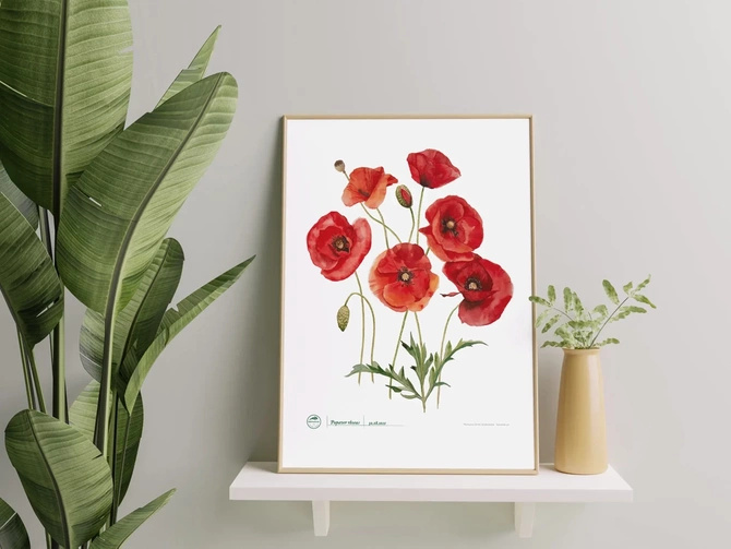 Common poppies — plant motif poster