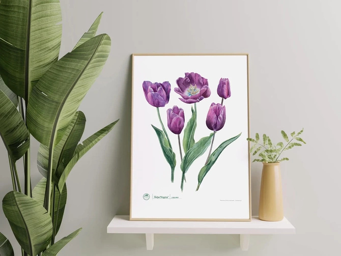 Tulip 'Negrita' — poster