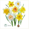 Daffodils — classic mug