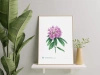 Catawba rosebay rhododendron — plant motif poster