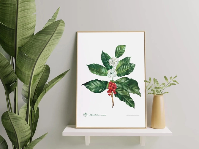 Coffea arabica — plant motif poster