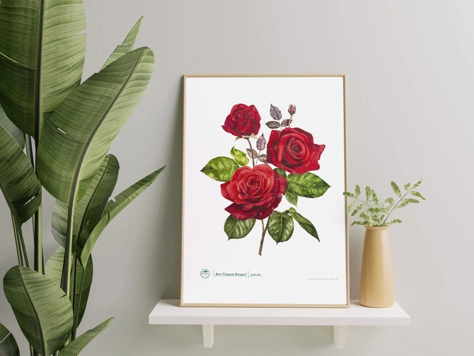 Rose 'Crimson Bouquet' — plant motif poster