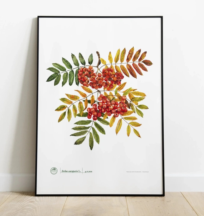 Rowan tree — poster